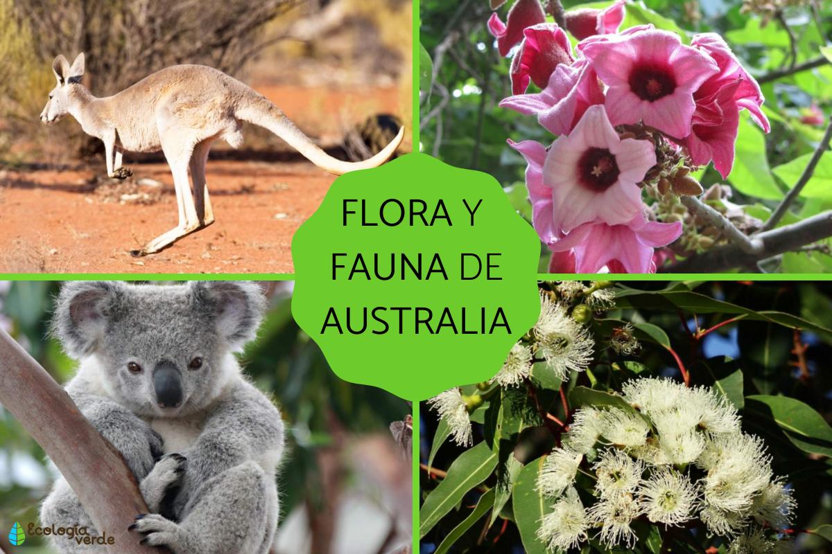 Plantas Y Animales De Australia - Animales de la selva , del desierto ...