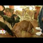 Refugio de animales en Morelia: Ayuda a los animales necesitados