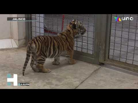 Venta de animales exóticos en Guadalajara: ¡Descubre nuestro catálogo!