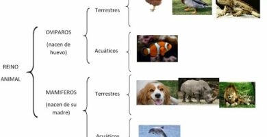 Cuadro sinóptico de animales: todo lo que necesitas saber