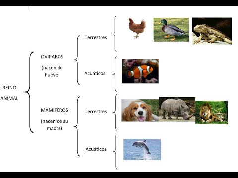 Cuadro sinóptico de animales: todo lo que necesitas saber