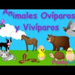 Actividades de animales ovíparos y vivíparos para preescolares: ¡diversión educativa!